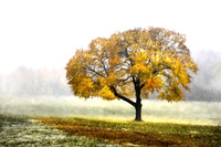 Yellowleaf