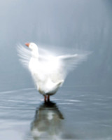 Ballet
