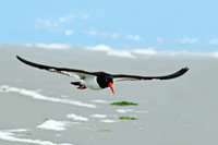 Soar