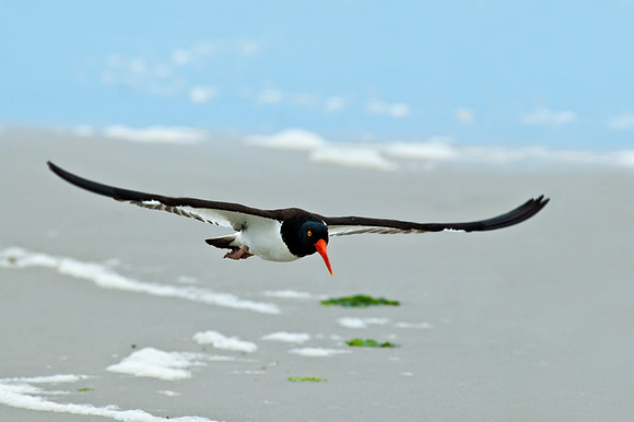 Soar
