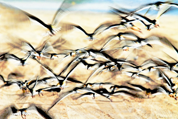 Flock