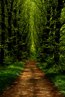 The Path