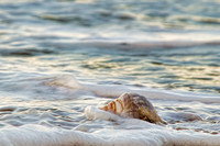 The Shell