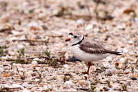 Piping Plover
