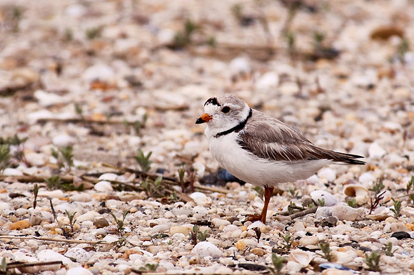 Piping Plover