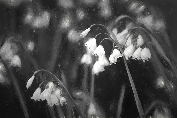 Lily of the Valley