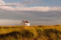 Golden Grass