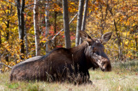 NH