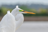 Birds and other things that fly