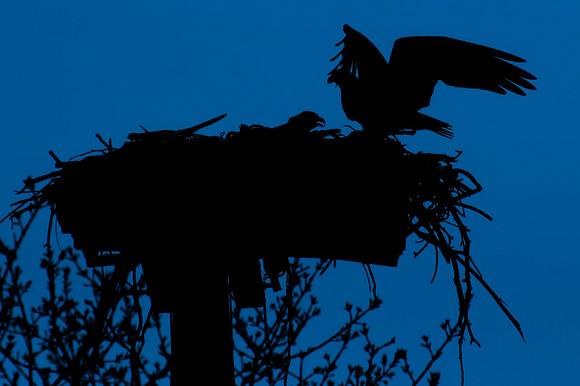 Blue Nest