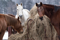 Hay is for Horses