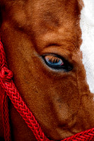 Old Blue Eyes