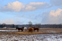 Grazing on a Cloudy Afternoon