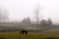 Foggy Farm