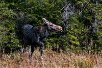 Moose