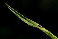 Fly