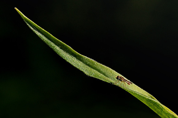 Fly