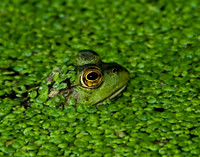 Frog's Eye View