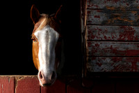 Mr Ed