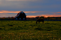 Dusky Barn
