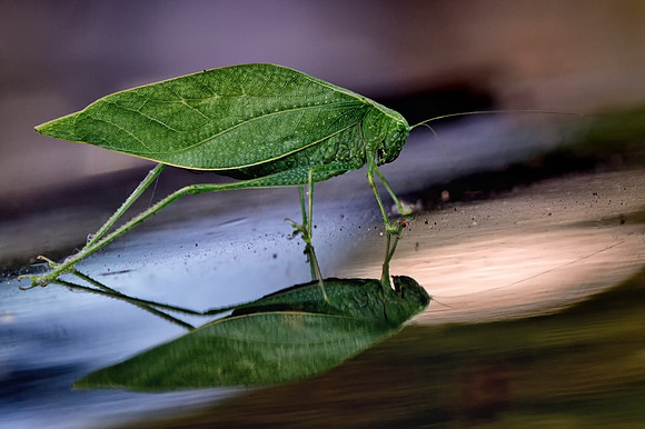 Leaf Bug