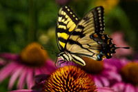 Coneflower Butterfly