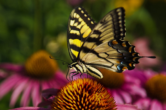 Coneflower Butterfly