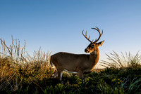 Sunset Buck