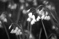 Lily of the Valley