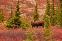 Denali National Park